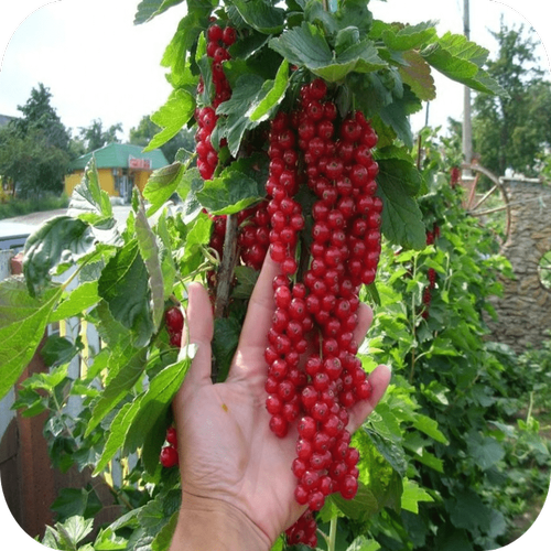 Саженцы красной смородины "Рондом" > описание, цена