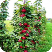 Яблоня колоновидная "Червонец" Яблоня колоновидная "Червонец"